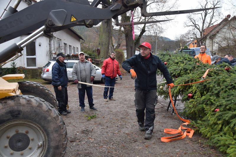 Jens Mämpel beim Aufstellen des Weihnachtsbaums mit Helfern